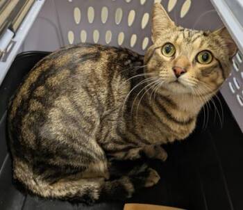 Rescue Domestic Short Hair Cats for Adoption in Honolulu, Hawaii - 59569309 | PetCurious