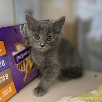 Eclair -  Domestic Medium Hair Cat for Adoption in Oakland, California - Eclair | PetCurious