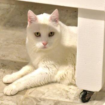 Casper -  Domestic Short Hair Cat for Adoption in Chilliwack, British Columbia - Casper | PetCurious