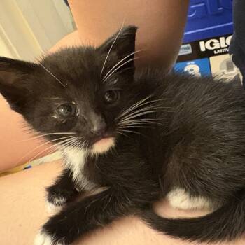 Isaac Hayes -  Domestic Short Hair Cat for Adoption in Los Angeles, California - Isaac Hayes | PetCurious