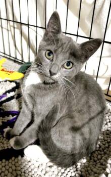Sir Moowington and Mitzi -  Domestic Short Hair Cat for Adoption in Atlanta, Georgia - Sir Moowington And Mitzi | PetCurious