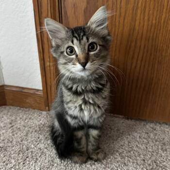 Totoro -  Domestic Medium Hair and Domestic Short Hair Cat for Adoption in Fort Collins, Colorado - Totoro | PetCurious