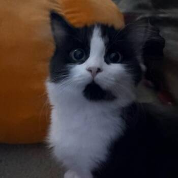 Este (bonded with Ryland) -  Domestic Medium Hair Cat for Adoption in Silverton, Oregon - Este (bonded With Ryland) | PetCurious