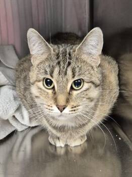 Rescue Domestic Short Hair Cats for Adoption in Decatur, Illinois - PAM | PetCurious