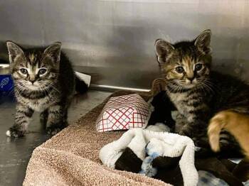 Domestic Short Hair Cats Available for Adoption in Tustin, California - MAPLE | PetCurious