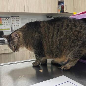 Smokey -  Domestic Medium Hair Cat for Adoption in Chattanooga, Tennessee - Smokey | PetCurious