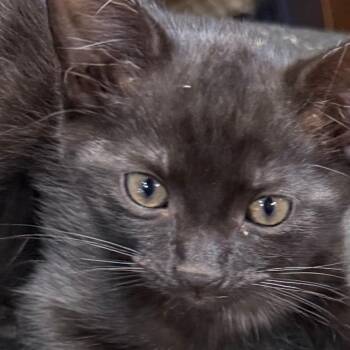 Sebastian -  Domestic Short Hair Cat for Adoption in Shelbyville, Indiana - Sebastian | PetCurious