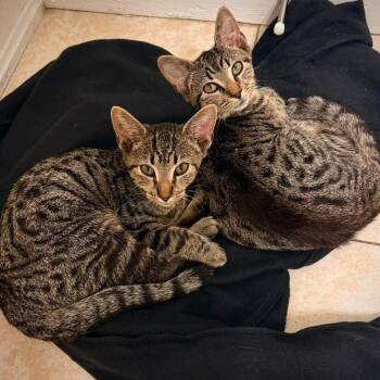 Domestic Short Hair Cats Available for Adoption - Casserole | PetCurious