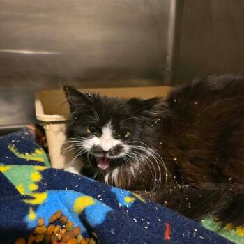 Domestic Long Hair Cats Available for Adoption - Licc