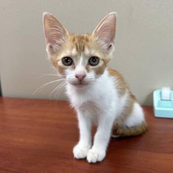Gemma -  Domestic Short Hair Cat for Adoption in Jupiter, Florida - Gemma | PetCurious