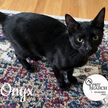 Onyx -  Domestic Short Hair Cat for Adoption in Washington, Pennsylvania - Onyx | PetCurious