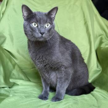 CLIFFORD -  Russian Blue Cat for Adoption in Rowland Heights, California - CLIFFORD | PetCurious