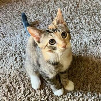 Rescue Calico and Tabby Cats for Adoption in Villa Park, California - Ladybug | PetCurious