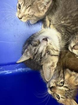 A384756 -  Domestic Short Hair Cat for Adoption in Ocala, Florida - A384756 | PetCurious