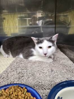 Rescue Domestic Short Hair Cats for Adoption in Maumelle, Arkansas - Pistachio | PetCurious