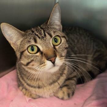 Domestic Short Hair Cats Available for Adoption in Weaverville, California - Mink And Sable | PetCurious