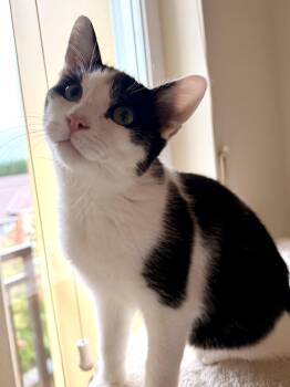 Ricky -  Tuxedo Cat for Adoption in Woodinville, Washington - Ricky | PetCurious