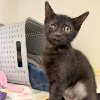 Odin (P3) -  Domestic Short Hair Cat for Adoption in Ojai, California - Odin (P3) | PetCurious