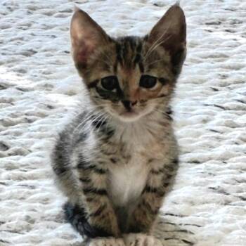 Molly -  Domestic Short Hair Cat for Adoption in Valdosta, Georgia - Molly | PetCurious