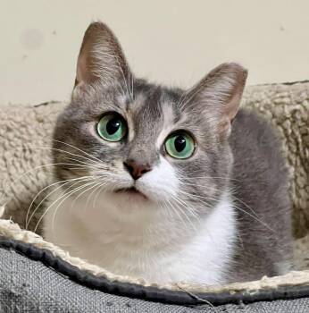 Puddle -  Tabby and Domestic Short Hair Cat for Adoption in Vaughan, Ontario - Puddle | PetCurious