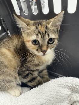If12 Merida -  Domestic Short Hair Cat for Adoption in Lawrenceville, Georgia - If12 Merida | PetCurious