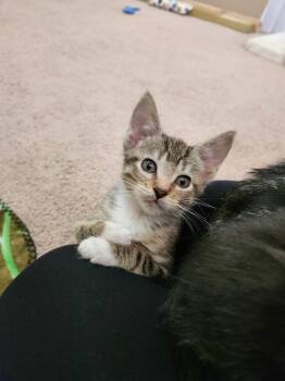 Domestic Short Hair Cats Available for Adoption in Wheaton, Illinois - Pineapple Upside-Down Cake | PetCurious