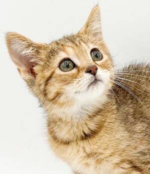 Tinkerbell is a tiny treasure - So sweet and gorgeous -  Tabby and Maine Coon Cat for Adoption in Bedford Hills, New York - Tinkerbell Is A Tiny Treasure - So Sweet And Gorgeous | PetCurious