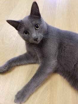 Rescue Russian Blue and Domestic Short Hair Cats for Adoption in Montour Falls, New York - Walter | PetCurious