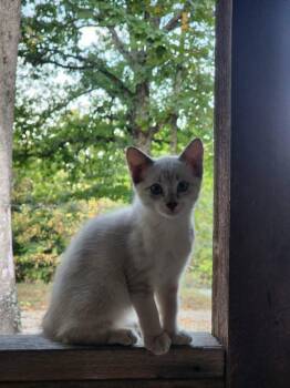 Sia -  Siamese and Domestic Short Hair Cat for Adoption in Republic, Missouri - Sia | PetCurious