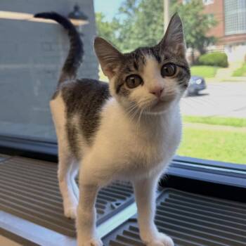 Anne -  Domestic Short Hair Cat for Adoption in St. Louis, Missouri - Anne | PetCurious