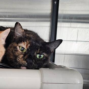 Rescue Domestic Medium Hair Cats for Adoption in Frankfort, Kentucky - Tracey 2638C | PetCurious