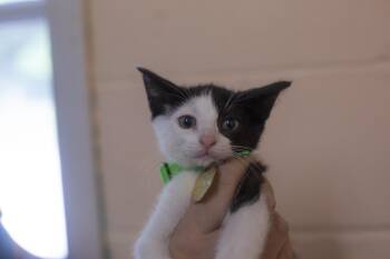 Rescue Domestic Short Hair and Tuxedo Cats for Adoption in Mountain Home, Arkansas - Randy | PetCurious