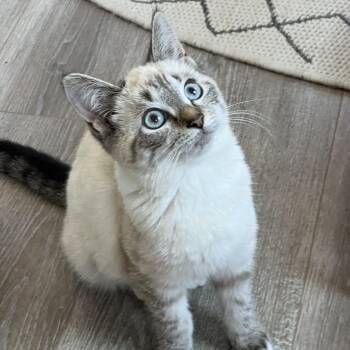 Rescue Domestic Short Hair and Siamese Cats for Adoption in Hickory, North Carolina - Grace (Arney) | PetCurious