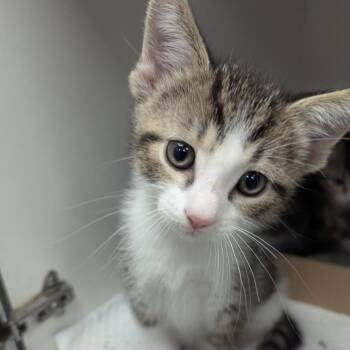 Domestic Short Hair Cats Available for Adoption in Jeffersonville, Indiana - Cedar | PetCurious