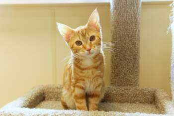 Domestic Short Hair Cats Available for Adoption in Urbana, Ohio - Murphy | PetCurious