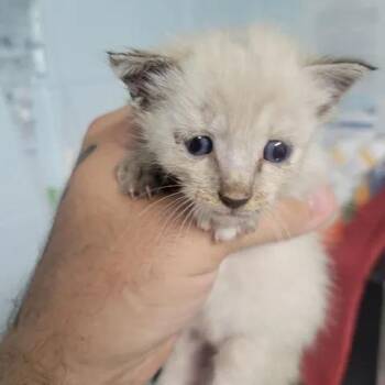 BAC-Stray-143021_2 -  Domestic Short Hair Cat for Adoption in Beaumont, Texas - BAC-Stray-143021_2 | PetCurious