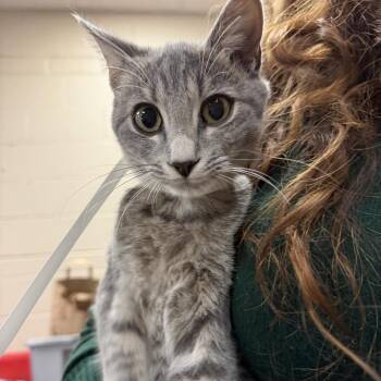 Little Man -  Domestic Short Hair Cat for Adoption in Birmingham, Alabama - Little Man | PetCurious