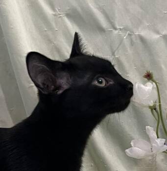 Evander -  Domestic Short Hair Cat for Adoption in Connelly Springs, North Carolina - Evander | PetCurious