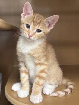 Domestic Short Hair Cats Available for Adoption in Seneca, South Carolina - Garth $75 At Petsmart Seneca | PetCurious