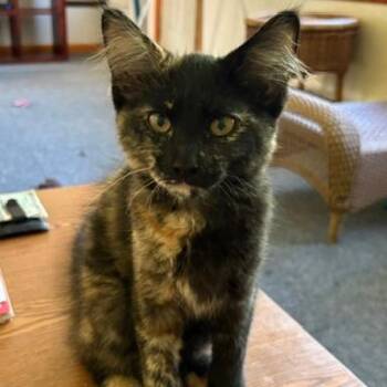 Suki -  Domestic Medium Hair Cat for Adoption in Edwardsville, Illinois - Suki | PetCurious