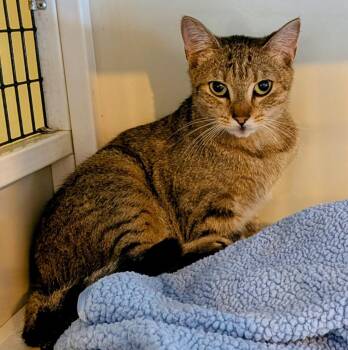 Domestic Short Hair Cats Available for Adoption in St. Augustine, Florida - Hana | PetCurious