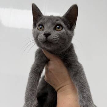Mojito -  Domestic Short Hair Cat for Adoption in La Grange, Kentucky - Mojito | PetCurious