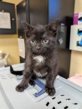 DREAMY -  Domestic Short Hair Cat for Adoption in Cookeville, Tennessee - DREAMY | PetCurious