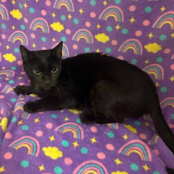 Mary Shelley -  Domestic Short Hair Cat for Adoption in Newberg, Oregon - Mary Shelley | PetCurious