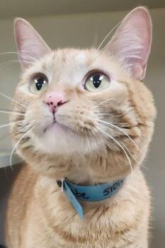 Gabe -  Domestic Short Hair Cat for Adoption in Little Rock, Arkansas - Gabe | PetCurious