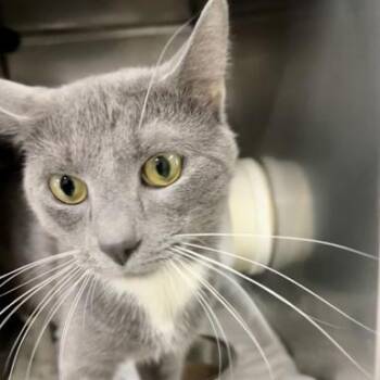 American Shorthair Cats Available for Adoption in Bethel, Connecticut - Rocky | PetCurious