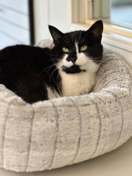 Regina -  Domestic Short Hair Cat for Adoption in Cumberland, Maine - Regina | PetCurious
