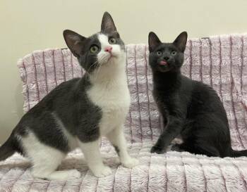 Jasper & Mica -  Domestic Medium Hair Cat for Adoption in Manitou Springs, Colorado - Jasper & Mica | PetCurious