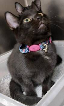 Chloe -  Domestic Short Hair Cat for Adoption in Saint Clairsville, Ohio - Chloe | PetCurious