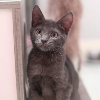 Russell -  Domestic Short Hair Cat for Adoption in St. Augustine, Florida - Russell | PetCurious